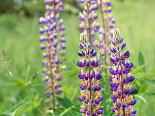 Lupin flowers blooms in the field.