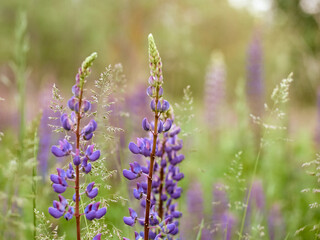 Fototapeta premium Lupin flowers blooms in the field.