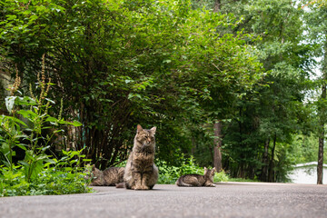Fototapeta na wymiar Street cats are resting on the sidewalk against the background of trees and bushes, summer