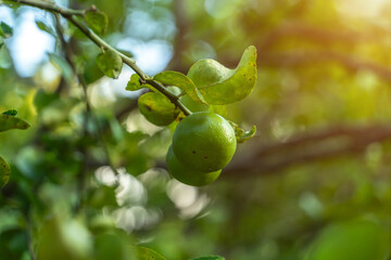 Close up of green lemons grow on the lemon tree in a garden background  harvest citrus fruit thailand.