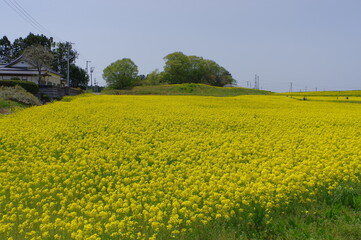 菜の花、豊かさの花言葉　黄色い絨毯のような菜の花畑