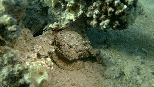 Stonefish lies well camouflaged under the corals. Reef Stonefish (Synanceia verrucosa)
