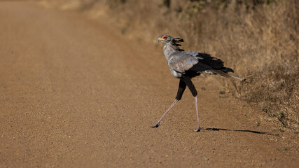 a Secretarybird on the move