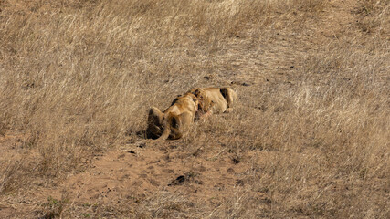 Obraz premium two lionesses fighting over a carcass