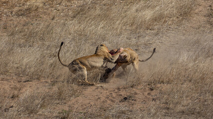 two lionesses fighting over a carcass