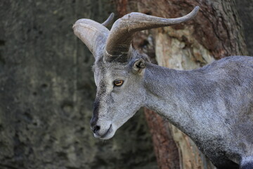 スチョーワンバーラル