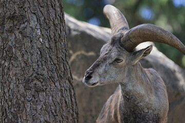 スチョーワンバーラル