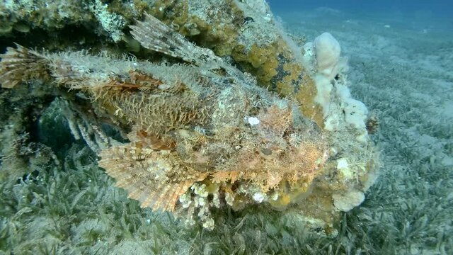 Close-up of Scorpion fish lie on coral. Bearded Scorpionfish (Scorpaenopsis barbata)
