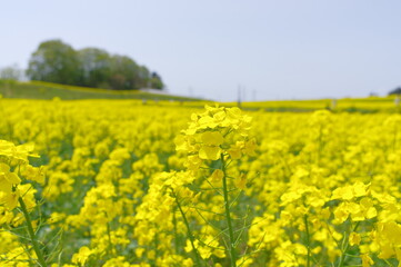 Fototapeta premium 菜の花、豊かさの花言葉 黄色い絨毯のような菜の花畑