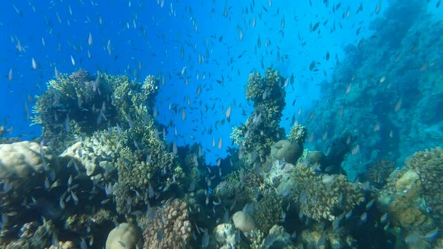 VERTICAL VIDEO: Colorful tropical fishes swimming on beautiful coral reef. Arabian Chromis (Chromis flavaxilla). Camera moving forwards approaching a coral reef in sunlight
