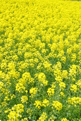 Fototapeta premium 菜の花、豊かさの花言葉 黄色い絨毯のような菜の花畑
