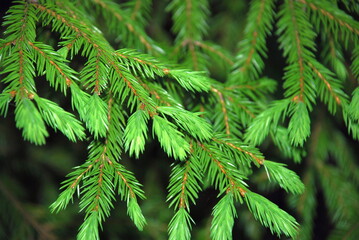 Branches of a Christmas tree with green needles. Thin long brown branches were spruce with green needles, and new young fresh shoots on them.