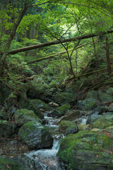 深緑の中の滝