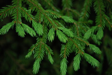 Branches of a Christmas tree with green needles. Thin long brown branches were spruce with green needles, and new young fresh shoots on them.