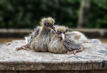 Two young baby pigeons sitting on a wooden table close up