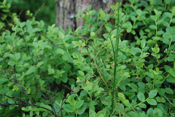 Not a large blueberry bush with small leaves. Small oval green leaves and still red blueberries on a small bush in the evening forest. Vaccinium myrtillus is a low-growing shrub.