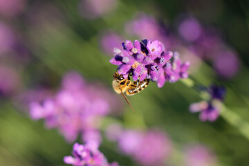 Lavender flowers are popular with insects 