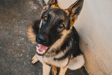 german shepherd portrait