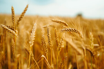 Golden field of wheat in a summer day. Growth nature harvest. Agriculture farm.