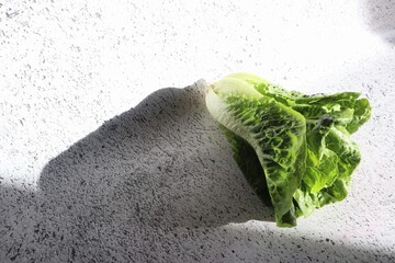 Baby cos lettuce green fresh salad leaves