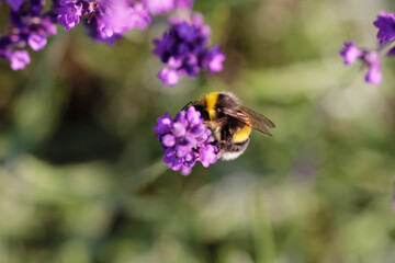 Lavender flowers are popular with insects 
