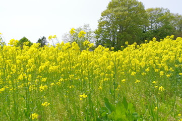 Fototapeta premium 菜の花、豊かさの花言葉 黄色い絨毯のような菜の花畑