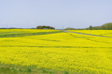 Obraz premium 菜の花、豊かさの花言葉 黄色い絨毯のような菜の花畑
