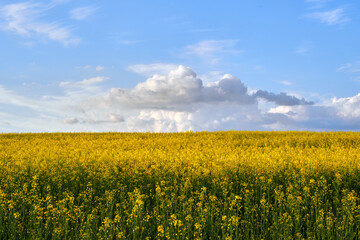 Summer landscape of blooming field and blue sky with low white cumulus clouds