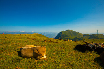 Cows on Monte Baldo, cows lying on Monte Baldo, Italy