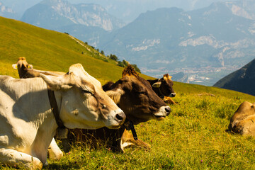 Cows on Monte Baldo, cows lying on Monte Baldo, Italy