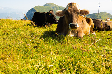 Cows on Monte Baldo, cows lying on Monte Baldo, Italy