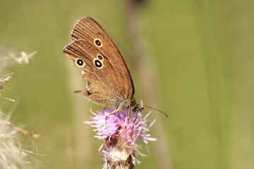 brauner Waldvogel - Schmetterling