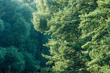 Fototapeta na wymiar Dense green foliage as background or texture