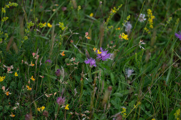 Prairie en fleur 3