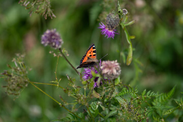 La petite Tortue 2 (Aglais urticae)