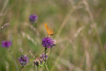 Le Tabac d'Espagne 3 (Argynnis paphia)
