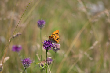 Le Tabac d'Espagne 1 (Argynnis paphia)