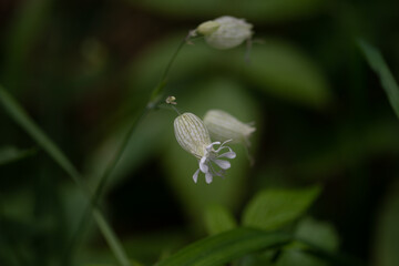 Silene vulgaris