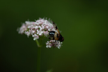 Fleur des près avec mouche