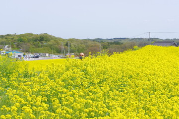 菜の花 豊かさの花言葉 黄色い絨毯のような菜の花畑 Beauty Wall Mural Beau Enriqecido