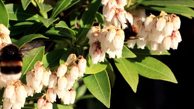  flower pieris japonica, april, garden, springtime 
