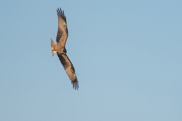 royal kite in flight