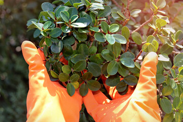Wearing orange rubber gloves holding a bouquet of the trees