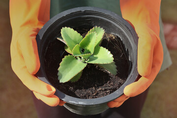 Wearing orange rubber gloves, holding a black plastic pot with the  beautiful saplings.