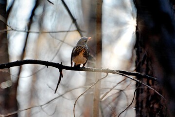 bird on a branch