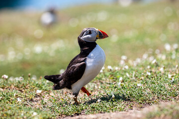 A Close Up of an Atlantic Puffin Walking on Skomer Island