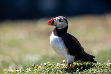 A Close Up of an Atlantic Puffin