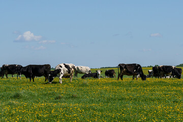 Black and white cows on a green summer meadow