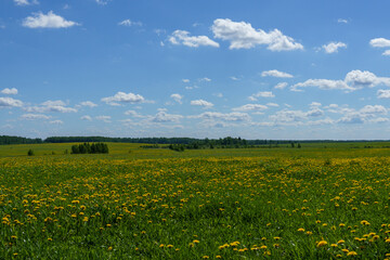 Summer green meadows with dandelions