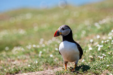 A Close Up of an Atlantic Puffin